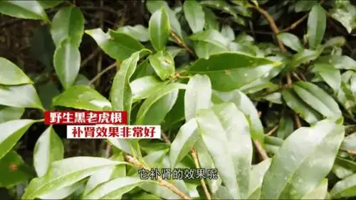 那里有这样一种巨藤,高达三四十米,藤上长满了刺,它便是黑老虎根,在