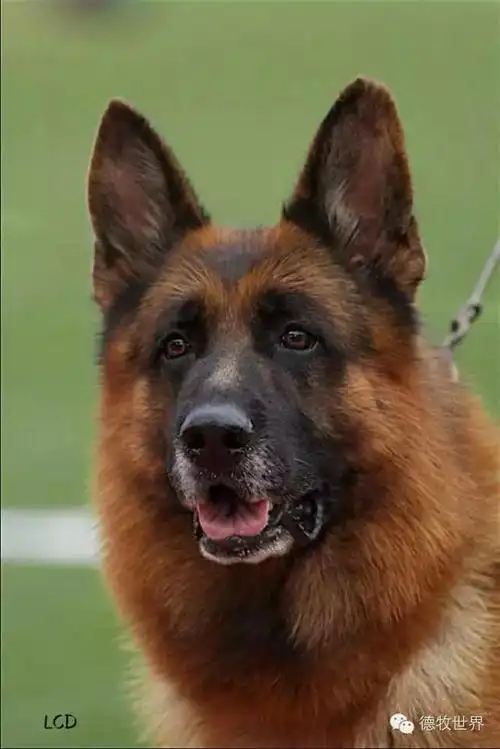 母亲: v70 yanka von der zenteiche父亲: 中国狼王福尔博furbo degli