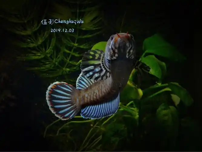 阿萨姆蓝帆七彩雷龙鱼