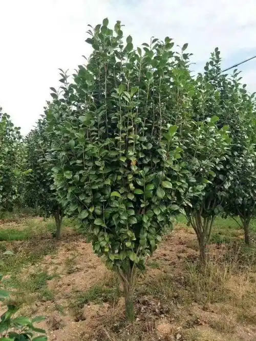沭阳茶花产地 苗圃直销山茶树 耐冬小苗图片 价格表