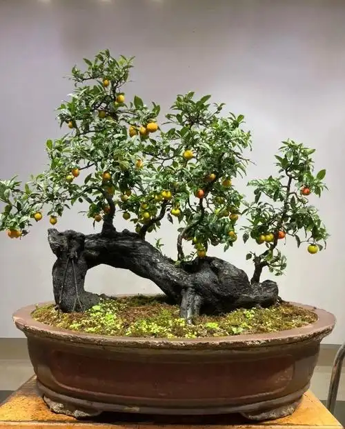 过桥丛林金蛋子盆景