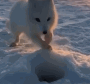 想要偷鱼吃的北极小狐狸又来啦!成为网红的独家技能是快速挠爪子