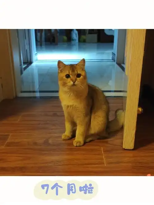 金渐层发腮尴尬期前后对比图