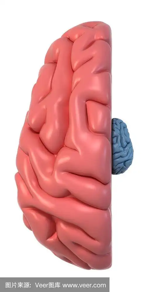 人类的大脑在俯视图中右侧较小