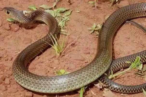 主要分布在印度,泰国,印尼,中国华南诸省等等地区,它是一种无毒蛇,不