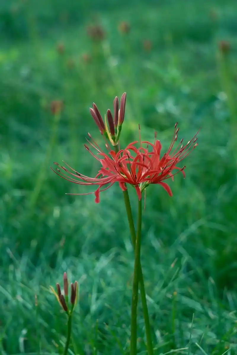 曼珠沙华 米.秋季出叶,叶狭带状,长约15厘米,宽约0.5厘 - 抖音