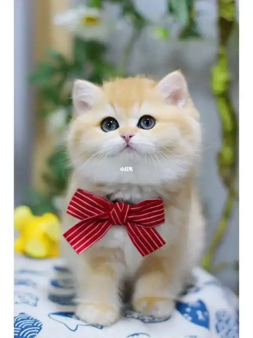 杭州猫舍  #金渐层