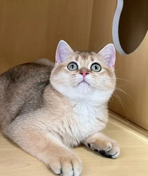 坐标:昆明!品种:金渐层ny11!