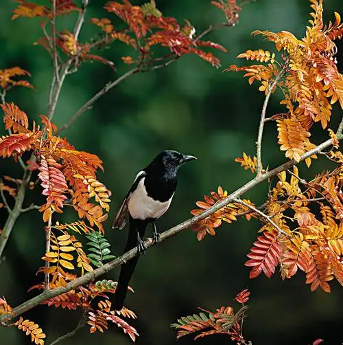 喜鹊-喜鹊图片下载-喜鹊图片大全-全景图片网