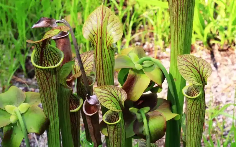 瓶子草_哔哩哔哩_bilibili