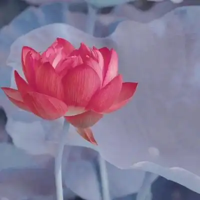 超火的荷花头像72张 中年老年人专用清心荷花精美图片头像