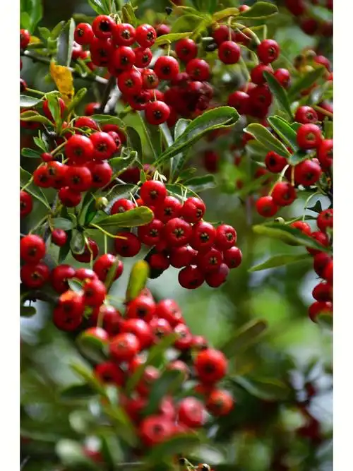 秋日野果 | 红艳艳的火棘果