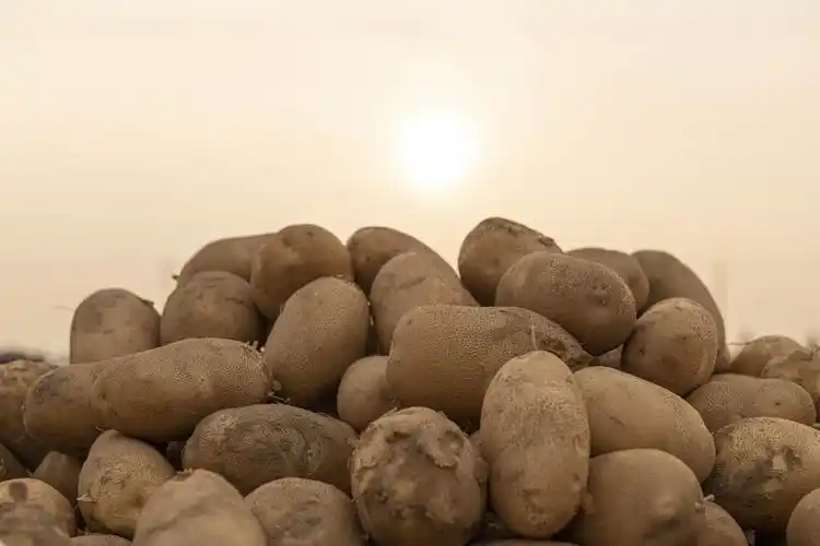 达拉特旗马铃薯喜获丰收农牧民乐在心头