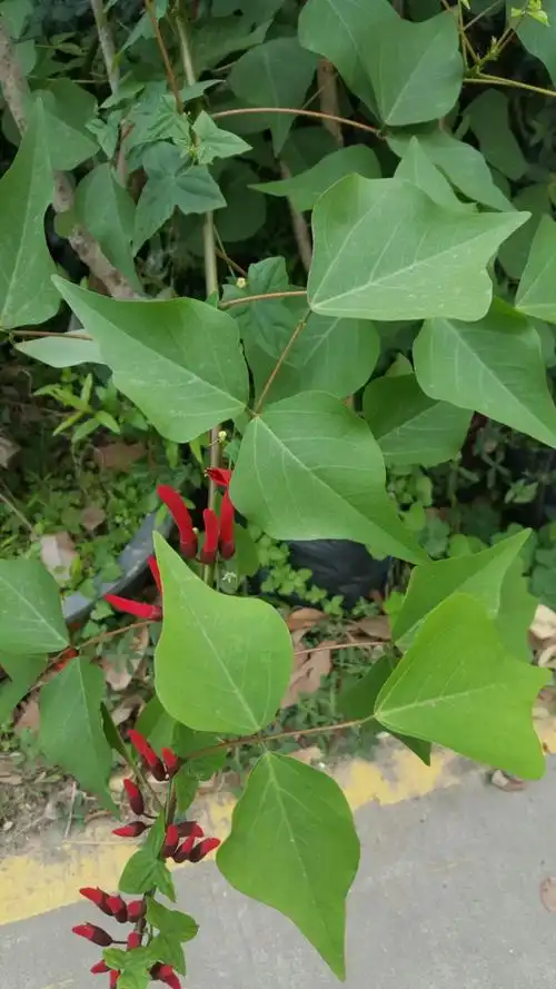 大家都认识身边的鸡冠刺桐,也许不小心就把它们混淆了.