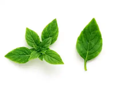 龙血树新叶子图白底罗勒的新鲜叶子和小枝,孤立的.俯视图,平放照片