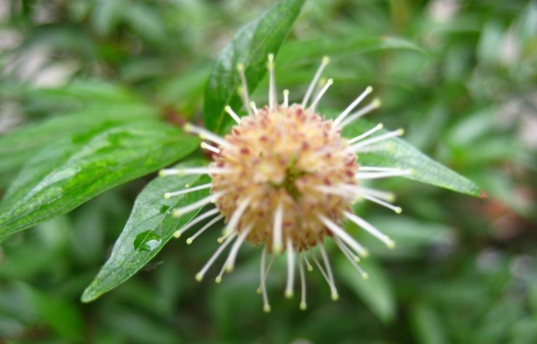 水杨柳炖老鸭的功效-水杨柳炖老鸭的功效,水,杨柳,炖,老,鸭,功效