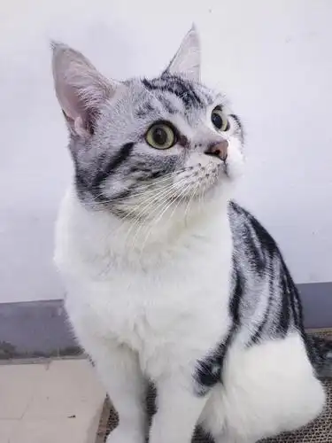 上海 美短加白弟弟 低价转让