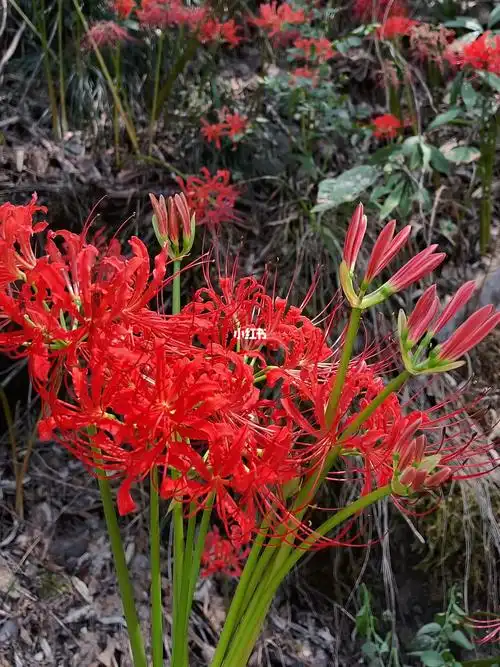 彼岸花开红色彼岸花