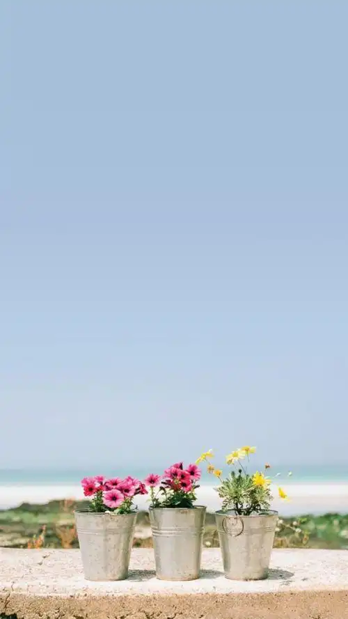 2022最火聊天背景壁纸小清新 敢问姑娘芳龄几许我着实着迷-背景皮肤