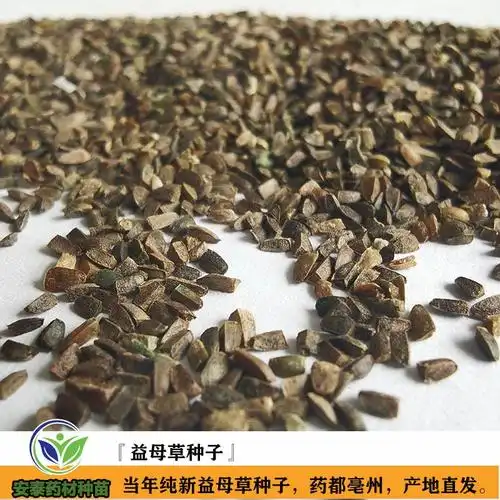 优质益母草种子益母草种子价格