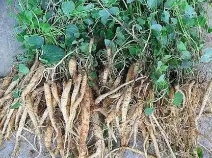 党参图片党参的作用与功效