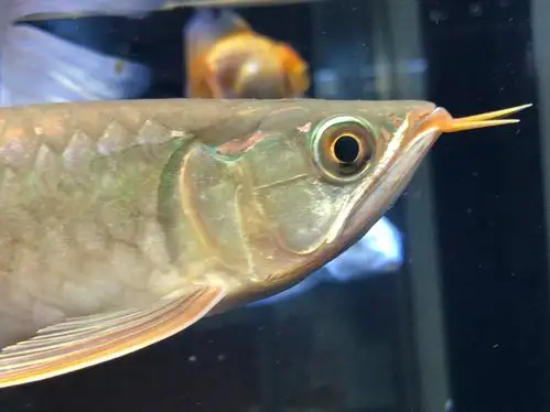 红龙水霉了? - 龙鱼玩家 - 龙鱼之巅