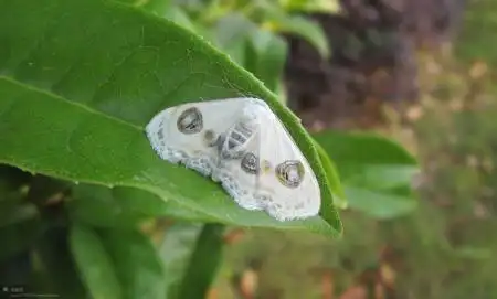 展开全部 双目白姬尺蛾 尺蛾科