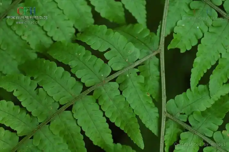 dryoathyrium viridifrons  /i>(makino) ching)是蹄盖蕨科介蕨属植物