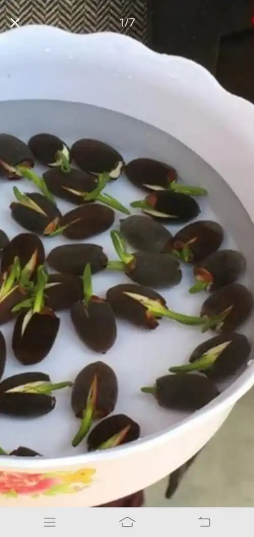 今天我种了一盆睡莲种子是椭圆的