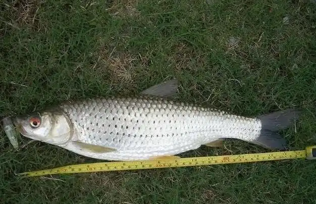 如何钓土鲮鱼的一些技巧分享