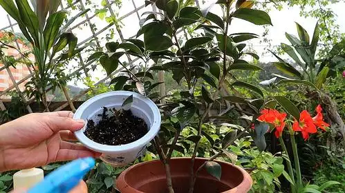 1扦插茶花的方法:选择枝条要选择有活力,较硬的,还要保留两个叶片