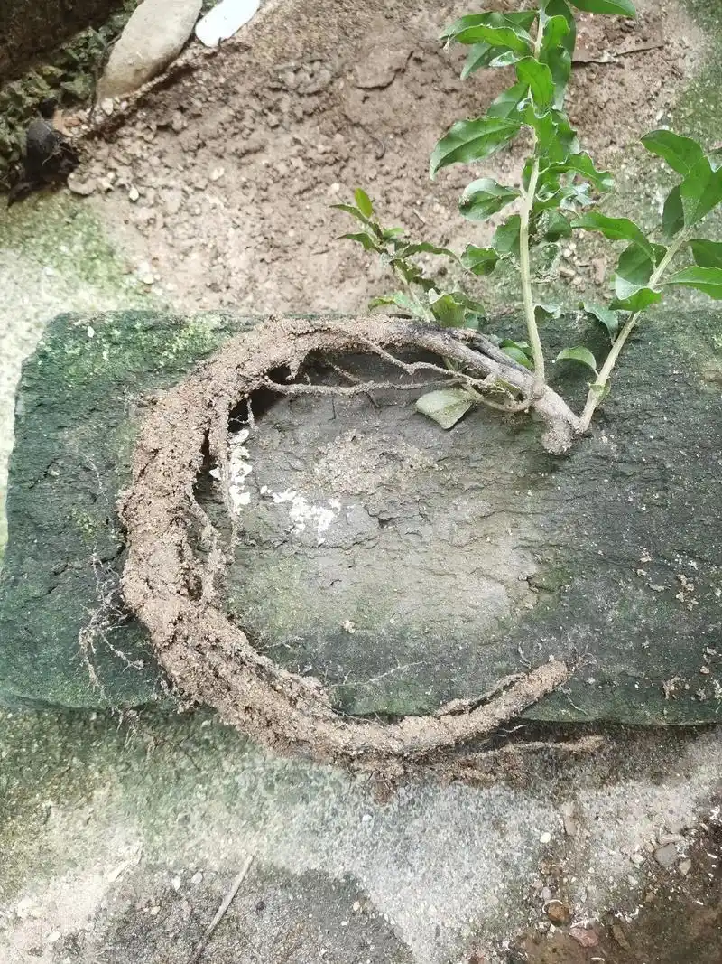 去年血红果弹子翻盆剪根培养成功作为悬崖素材继续培养