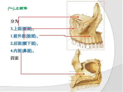01第一节上颌骨.pdf-原创力文档