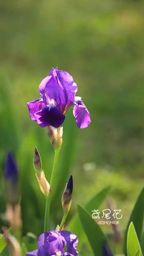 【易园鸢尾花【15】摄影图片】生态摄影_太平洋电脑网摄影部落