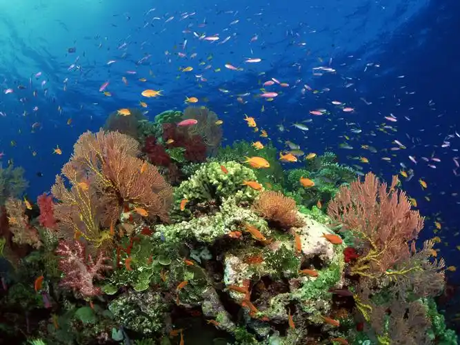 奇幻海底动物世界