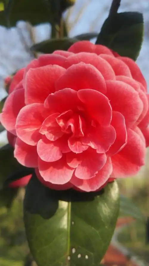 其它 山茶花 写美篇山茶花的花语:谦让