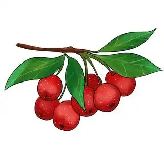 中药手绘山楂养生果实2000x2000dpi300psd模版下载