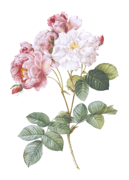 盛开粉红玫瑰透明png