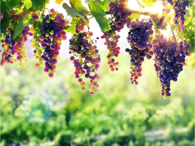 大象版科学四下33硕果累累课件共35张ppt