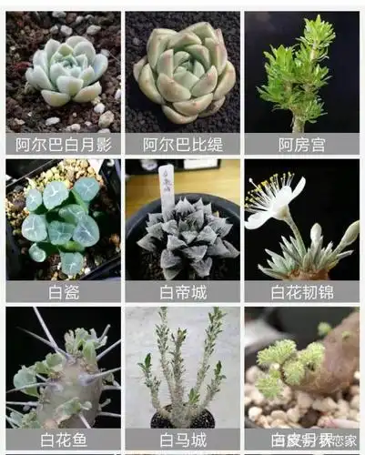 据说高手玩家才能养好的131种多肉品种,你养过3种我就佩服