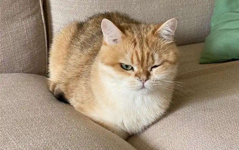 金渐层猫脚是什么味道的