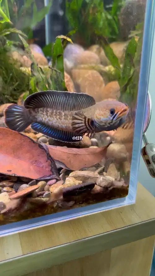 阿萨姆奶茶雷龙