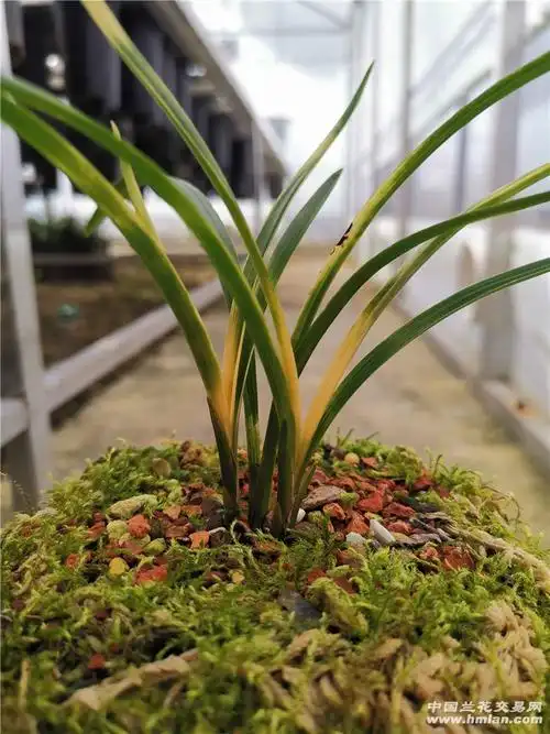 春兰朱金黄草-春兰篇-中国兰花交易网社区