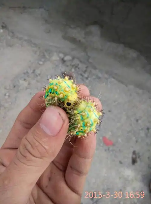 东北人说的洋辣子,碰到身上很疼 评论