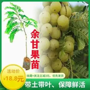 【油柑树苗种植】油柑树苗种植品牌,价格 - 阿里巴巴