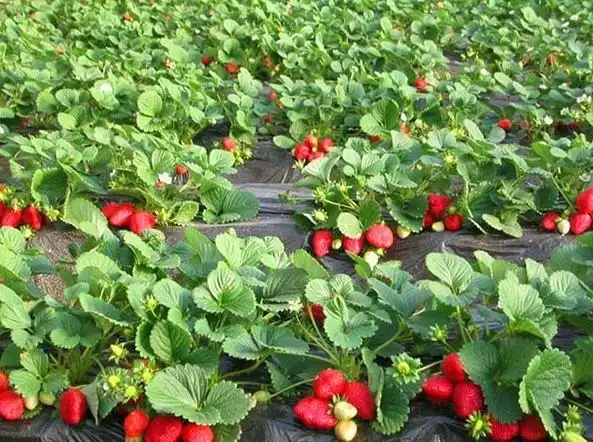 光照充足的时候,草莓植株健壮,果实规格适中,颜色正,品质高