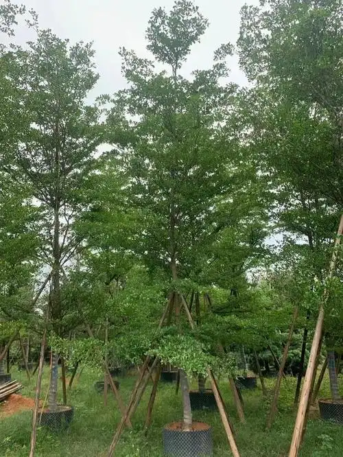 小叶榄的种植越来越受到关注,下面我们一起来了解一下小叶榄仁的种植