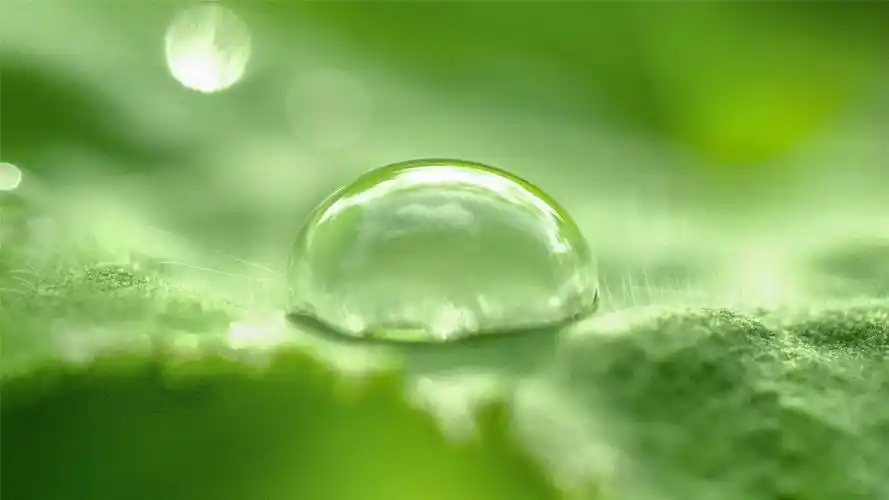 大自然里的清新绿色植物壁纸图片