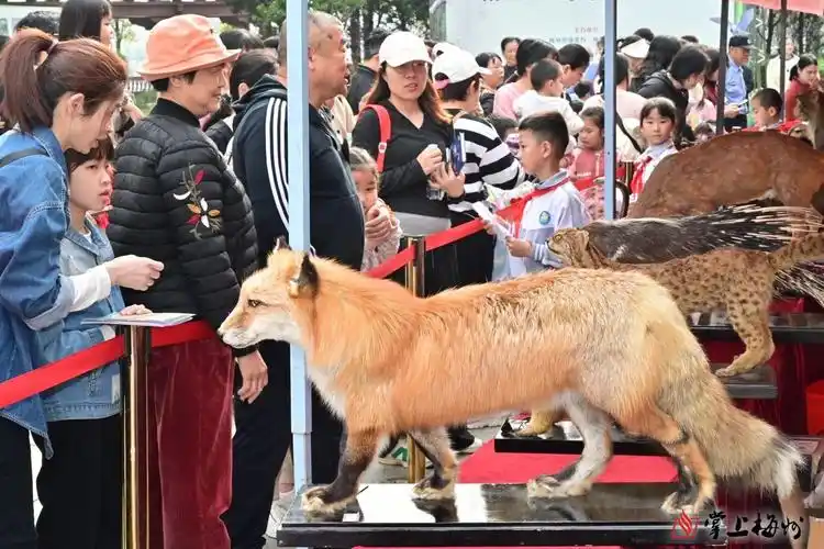 梅州第43届"爱鸟周"主题活动启动! - 梅州文明网