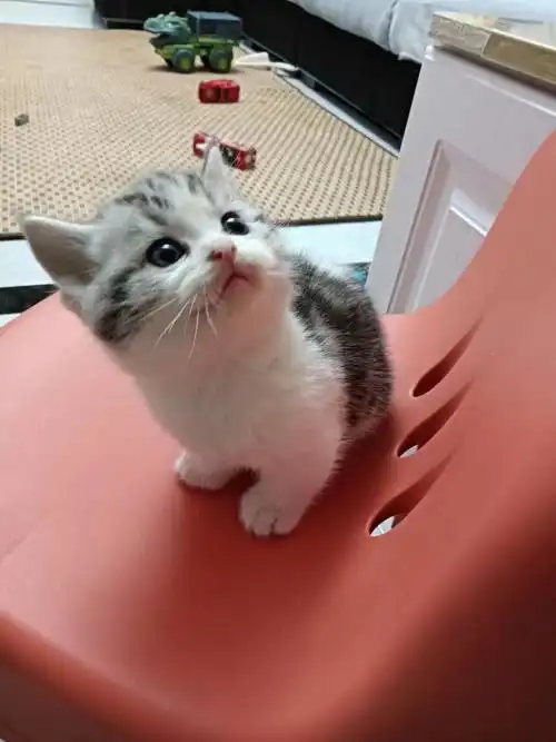 3500 不接受92哦#青岛宠物店  #青岛猫舍  #青岛猫咪  #美短起司